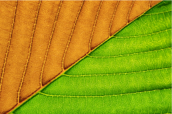 photostock